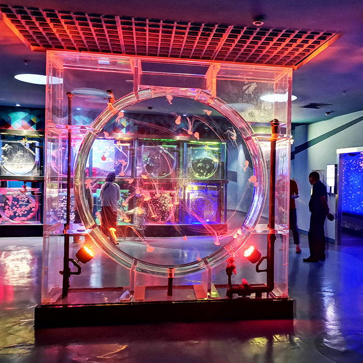 Pet Jellyfish США Pet Jellyfish At Home Аквариум с живыми медузами Аквариум с живыми медузами на продажу - Leyu 