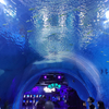 Аквариум-туннель Подводный туннельный аквариум - LEYU