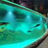 Изготовленные на заказ акриловые окна для аквариума Oceanarium-Leyu Фабрика акриловых листов 